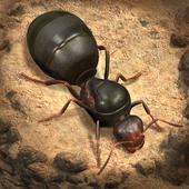 The Ants小小蚁国国际版